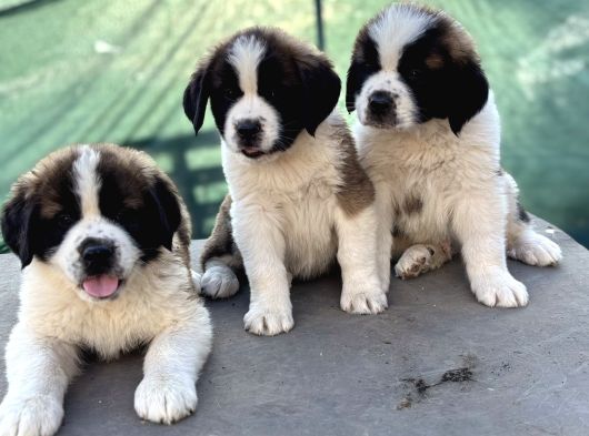 Üst Düzey Saint Bernard Erkek Ve Dişi Yavrular görsel