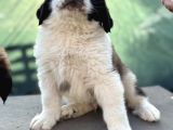 Üst Düzey Saint Bernard Erkek Ve Dişi Yavrular
