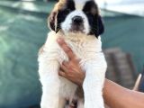 Üst düzey saint bernard erkek ve dişi yavrular