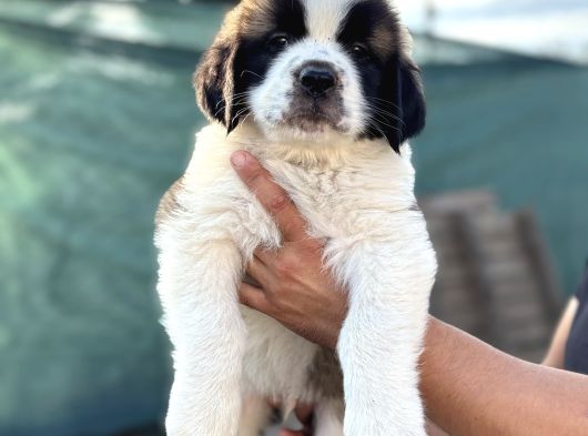 Üst Düzey Saint Bernard Erkek Ve Dişi Yavrular