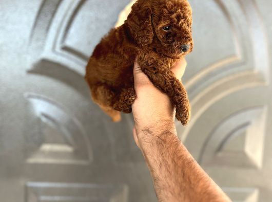 Toypoddle Bebekşer görsel