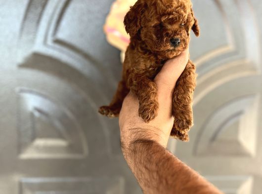 Toypoddle Bebekşer