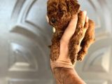 Toypoddle Bebekşer