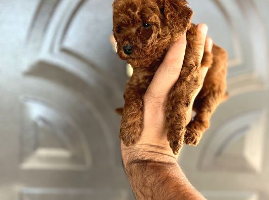 Toypoddle Bebekşer görsel