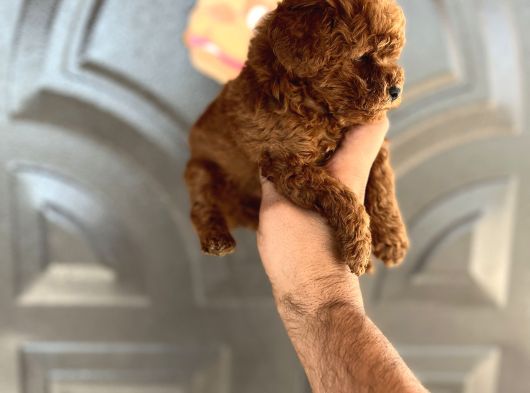 Toypoddle Bebekşer görsel
