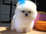 Ayıcık Surat Pomeranian Boo
