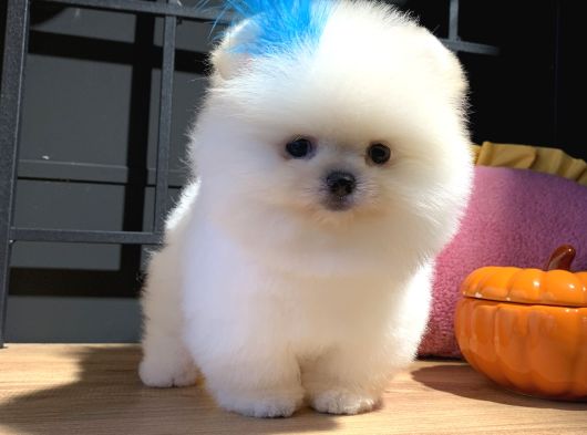 Ayıcık Surat Pomeranian Boo