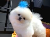 Ayıcık Surat Pomeranian Boo
