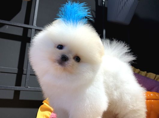 Ayıcık Surat Pomeranian Boo görsel
