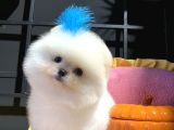 Ayıcık Surat Pomeranian Boo