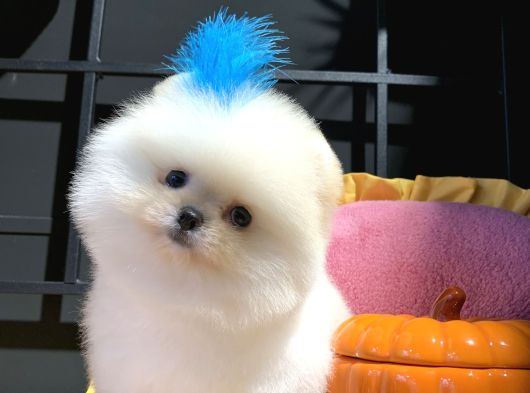 Ayıcık Surat Pomeranian Boo görsel