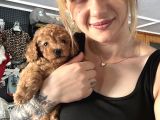 Eğitim Merkezinden Toy Poodle Yavrular