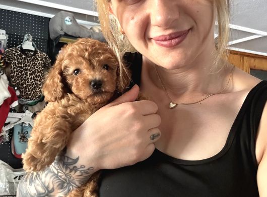 Eğitim Merkezinden Toy Poodle Yavrular görsel