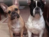 4 Aylık Kaliteli Sağlıklı French Bulldog