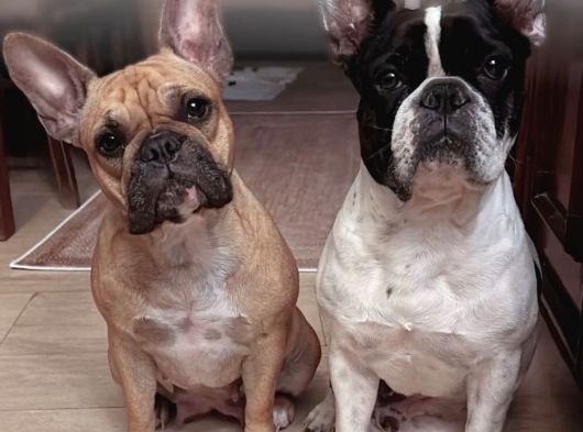 4 Aylık Kaliteli Sağlıklı French Bulldog görsel