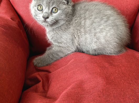 Scottish Fold Yavrumuz Yuva Arıyor görsel
