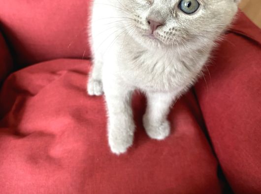 Scottish Fold Yavrumuz Yuva Arıyor görsel