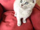 Scottish Fold Yavrumuz Yuva Arıyor