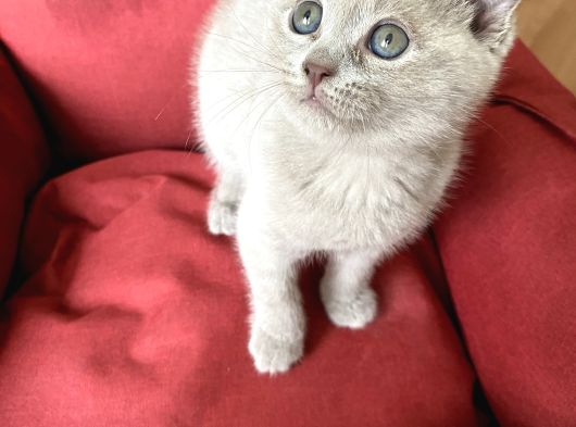 Scottish Fold Yavrumuz Yuva Arıyor görsel