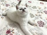 SAFKAN ORİJİNAL BEBEKLER