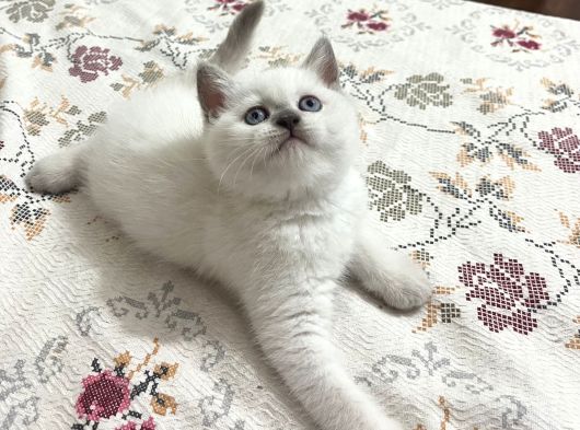 Safkan Ori̇ji̇nal Bebekler