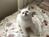 Safkan Ori̇ji̇nal Bebekler