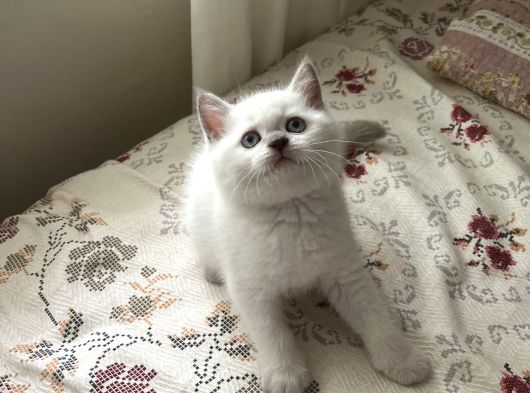 Safkan Ori̇ji̇nal Bebekler görsel