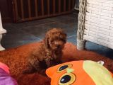 Korea Toypoodle Orjinal Ev Ortamında