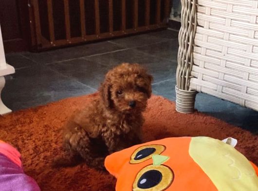 Korea Toypoodle Orjinal Ev Ortamında görsel