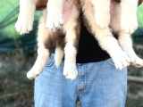 Üst Düzey Saint Bernard Erkek Ve Dişi Yavrular