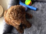2 Aylık Çok Akıllı Toy Poodle