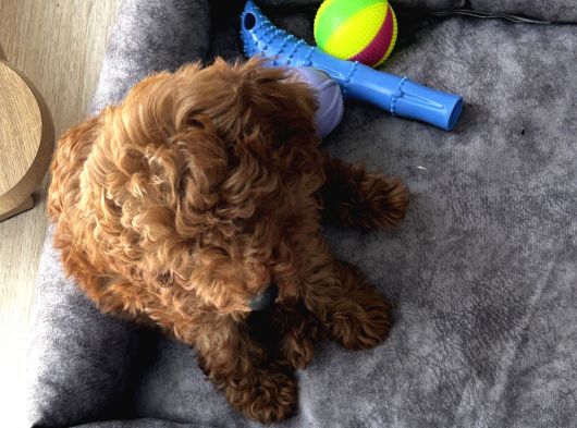 2 Aylık Çok Akıllı Toy Poodle görsel