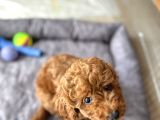 2 aylık çok akıllı toy poodle