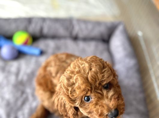 2 Aylık Çok Akıllı Toy Poodle