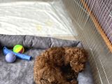 2 Aylık Çok Akıllı Toy Poodle