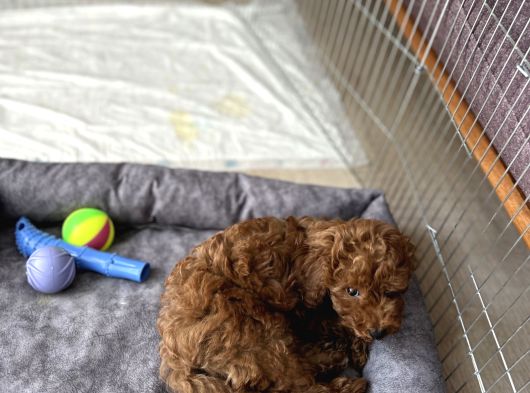 2 Aylık Çok Akıllı Toy Poodle görsel