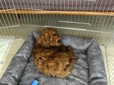 2 Aylık Çok Akıllı Toy Poodle