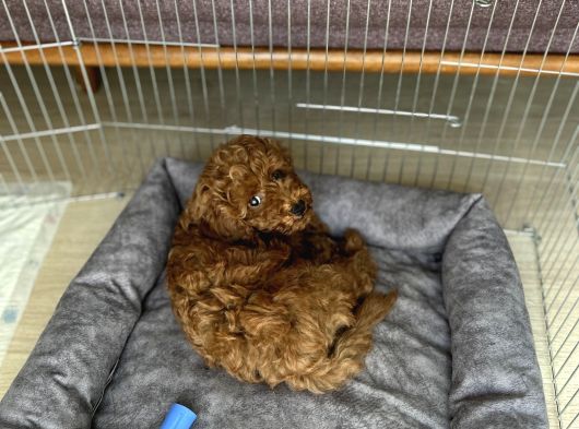 2 Aylık Çok Akıllı Toy Poodle görsel