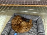 2 Aylık Çok Akıllı Toy Poodle