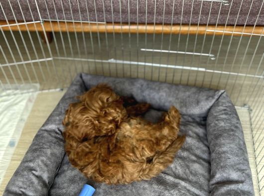 2 Aylık Çok Akıllı Toy Poodle görsel