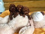 Orjinal toy poodle yavrular