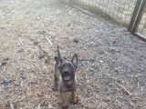 Safkan Belçi̇ka Kurdu Yavru Köpekler