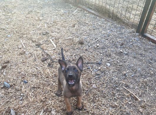Safkan Belçi̇ka Kurdu Yavru Köpekler görsel