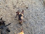 SAFKAN BELÇİKA KURDU YAVRU KÖPEKLER