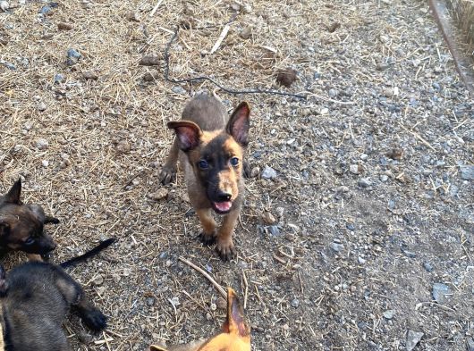 Safkan Belçi̇ka Kurdu Yavru Köpekler