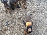 Safkan Belçi̇ka Kurdu Yavru Köpekler