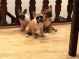 4 Aylık Kaliteli Sağlıklı French Bulldog