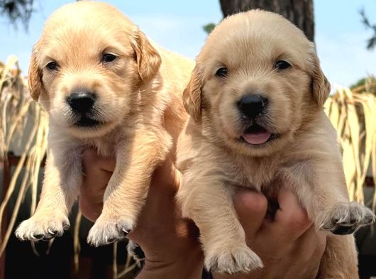 Golden Retriver Yavrularımız görsel
