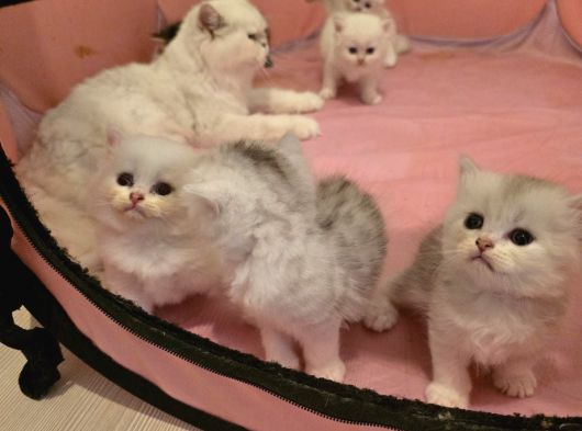 Mama Karşılığı görsel