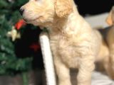 Safkan Eğitimli Baby Face Golden Yavruları